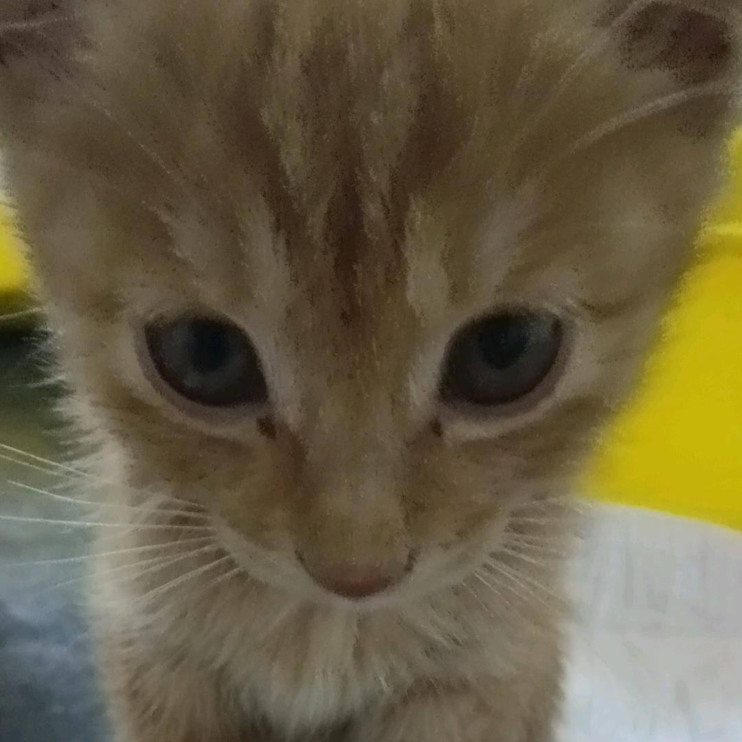 可爱的😼小奶猫
