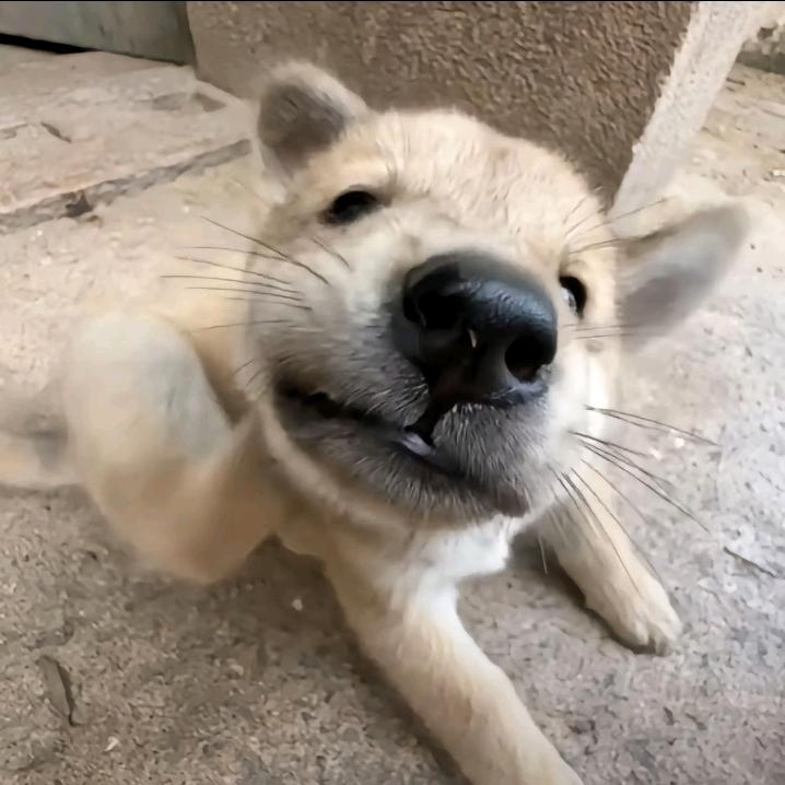 怡吱猪