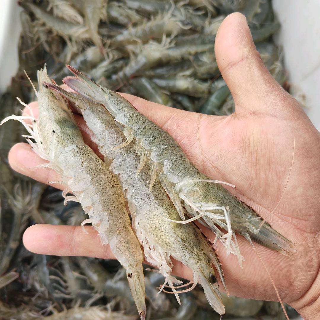 黄河大虾
