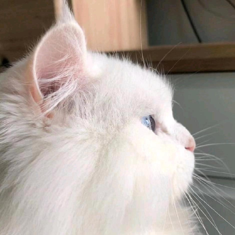 面包抹巧克力酱