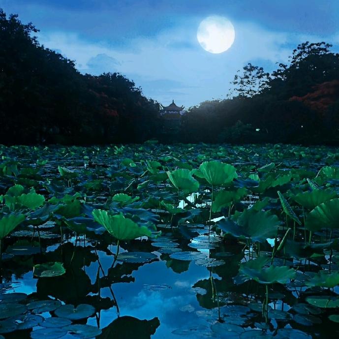 藕塘夜月