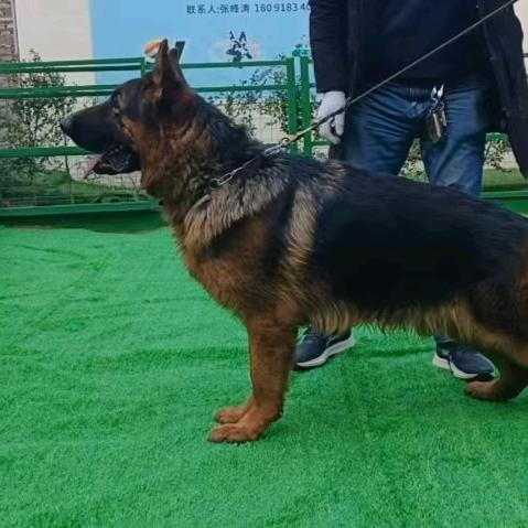 CSV健坤犬舍(西安)