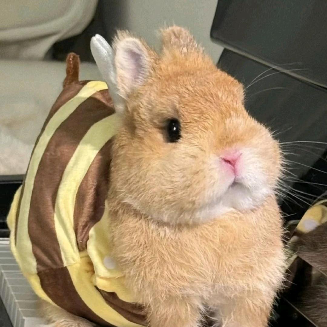 断电小兔商店
