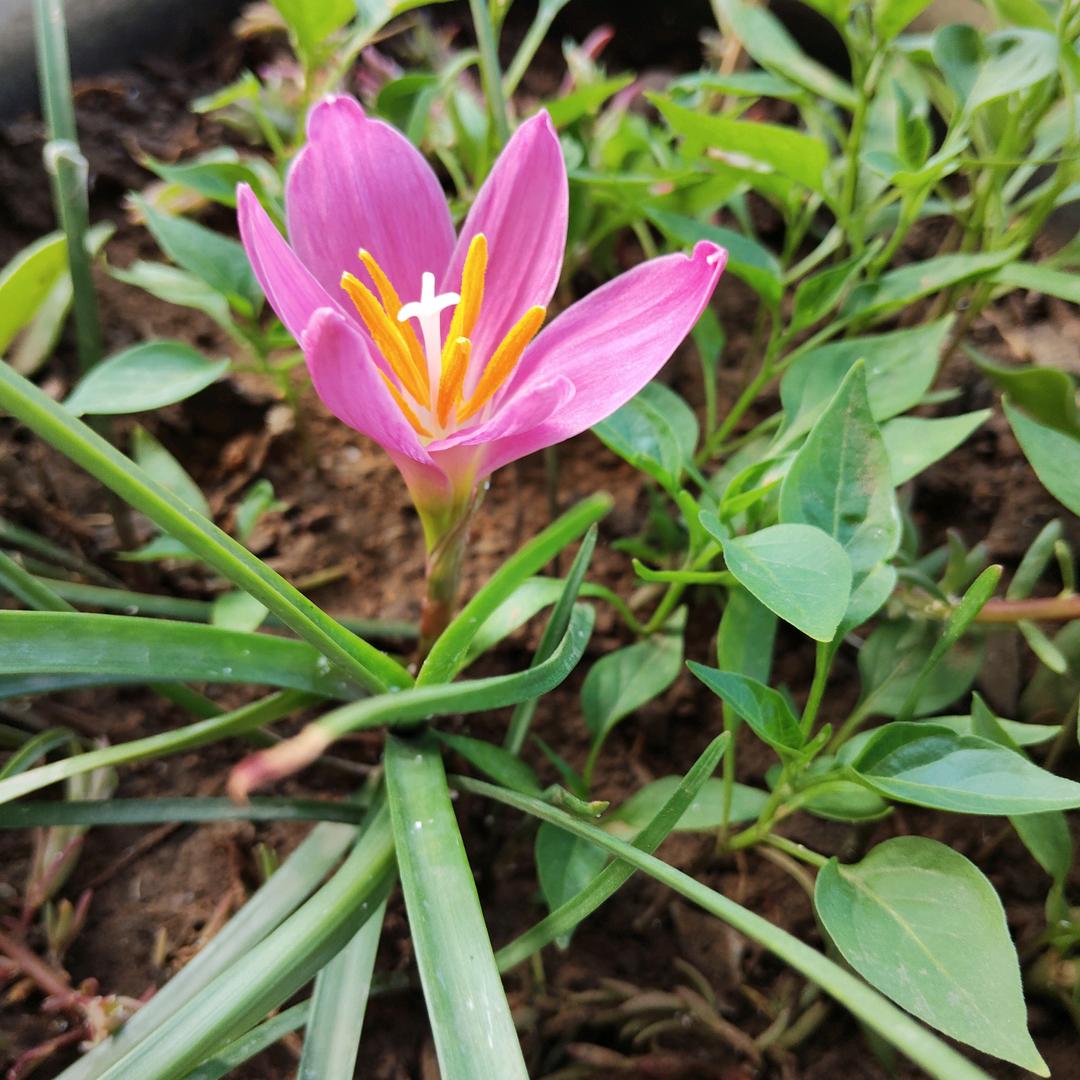红花
