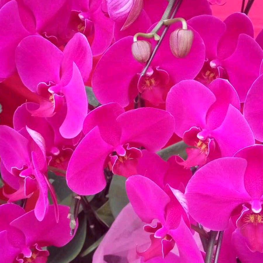 邓志芬