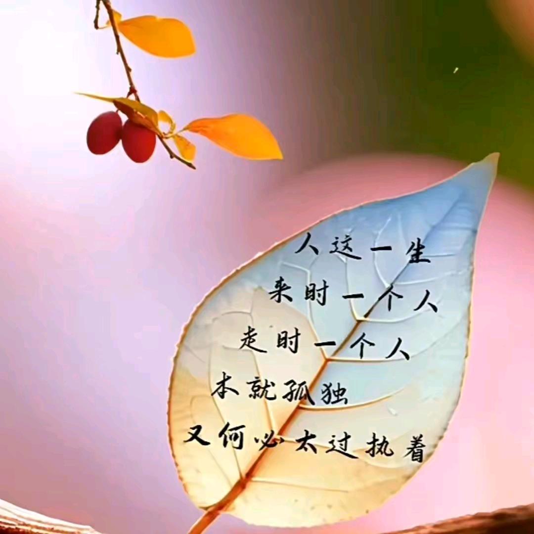 枫无痕