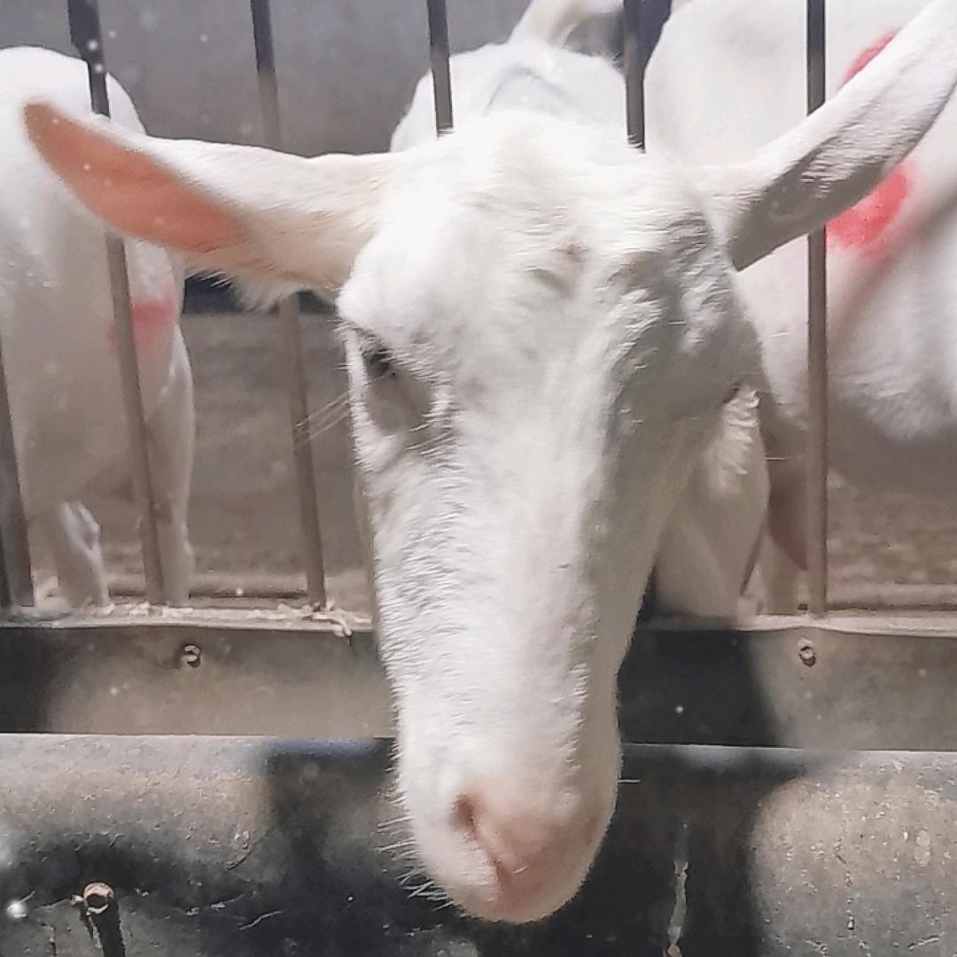 奶山羊
