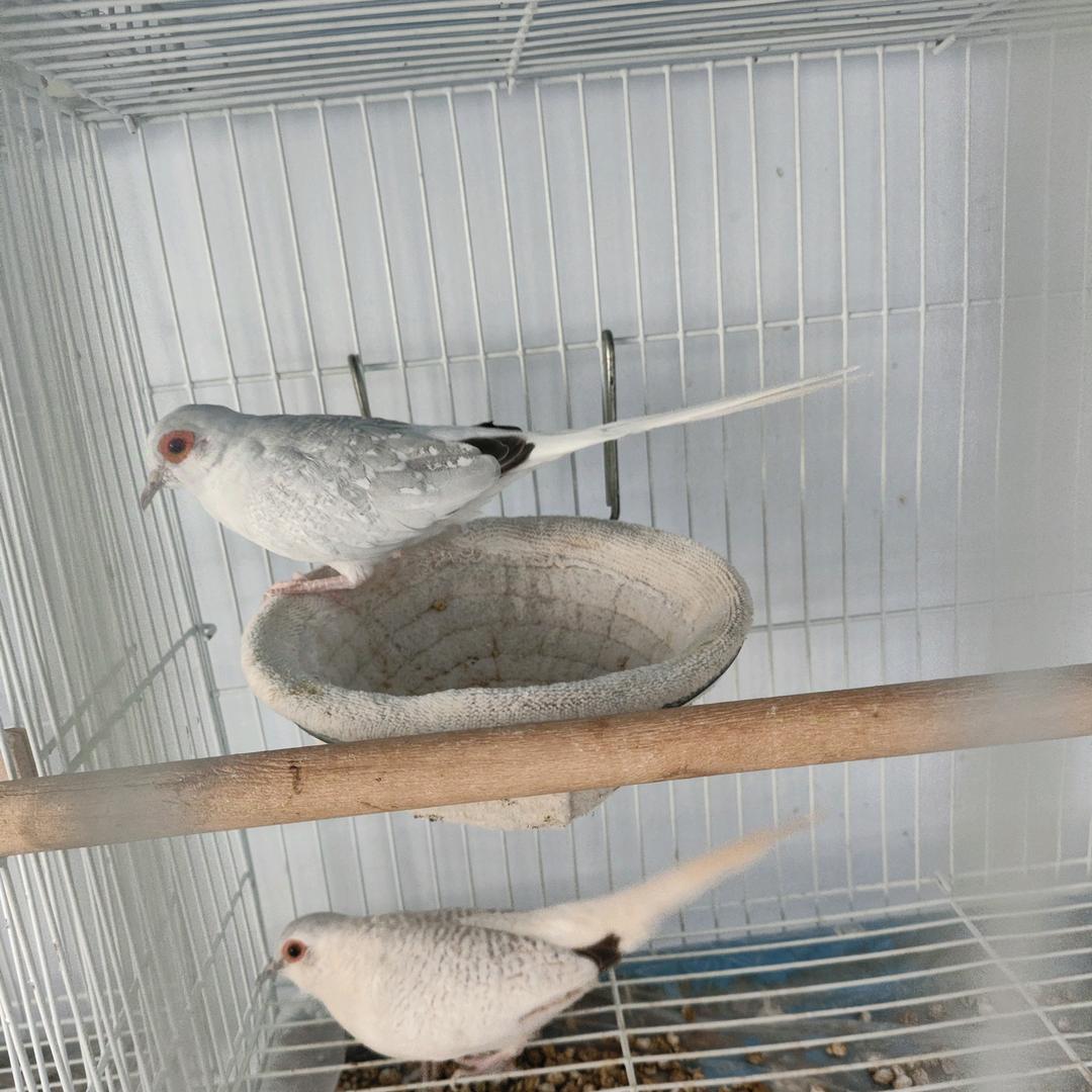 闭关养鸟-雪鸽