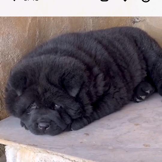 潮汕田园犬，五红，五黑