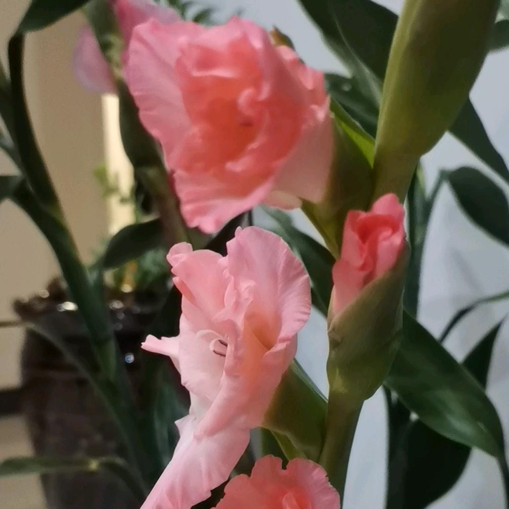 美美