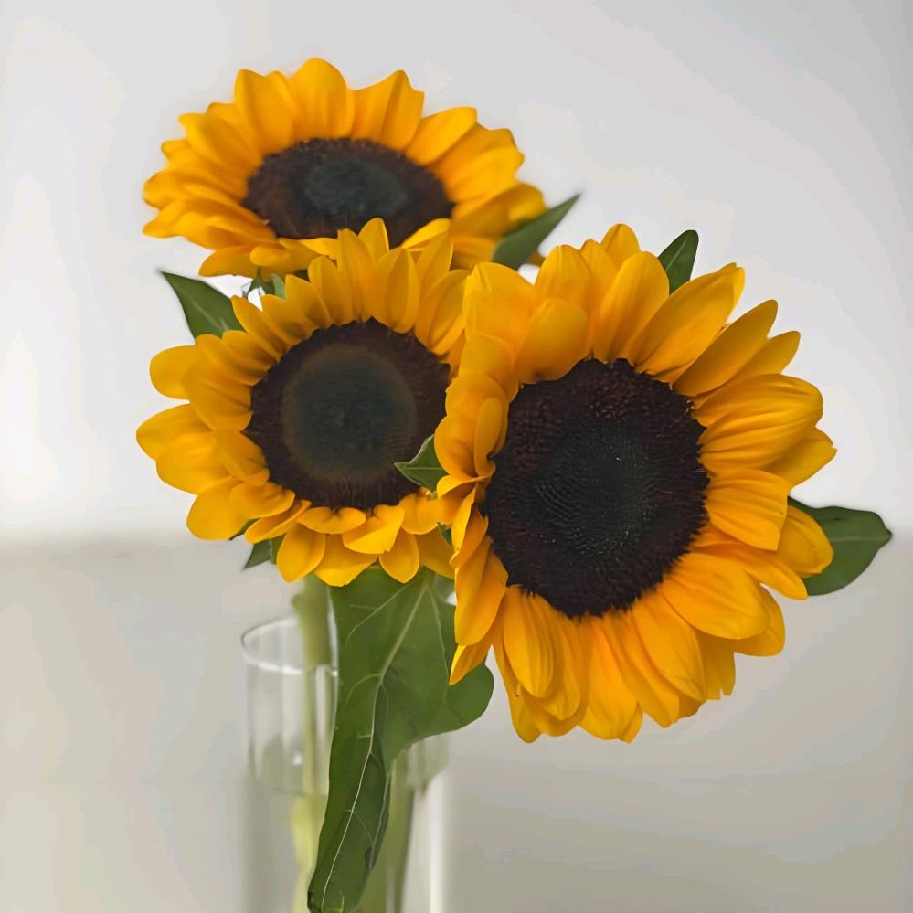 从小的愿望就是退休