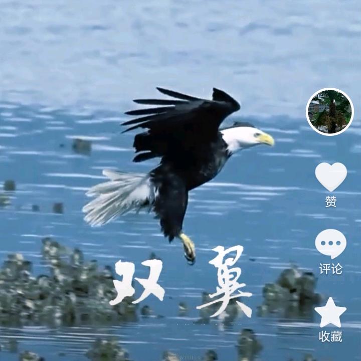 双翼