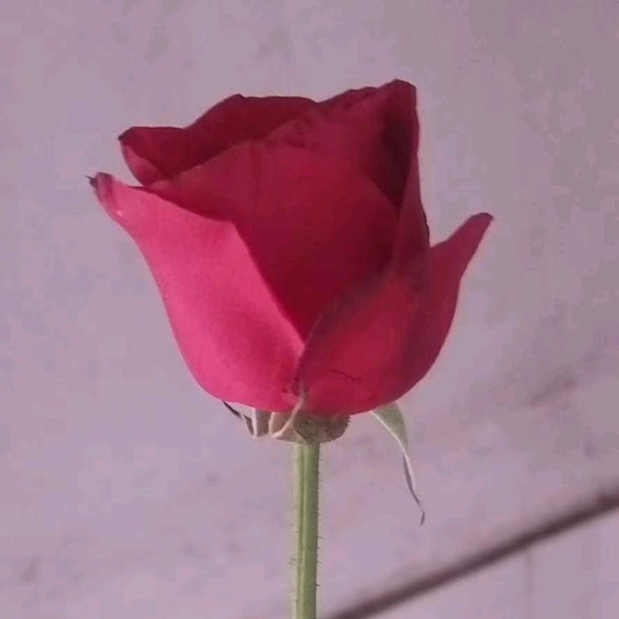 不求择一人终老，但求爱一人无憾。