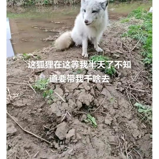 我是修行干年美丽的狐