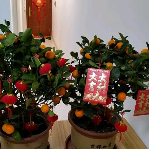 🍀吉星高照🍀