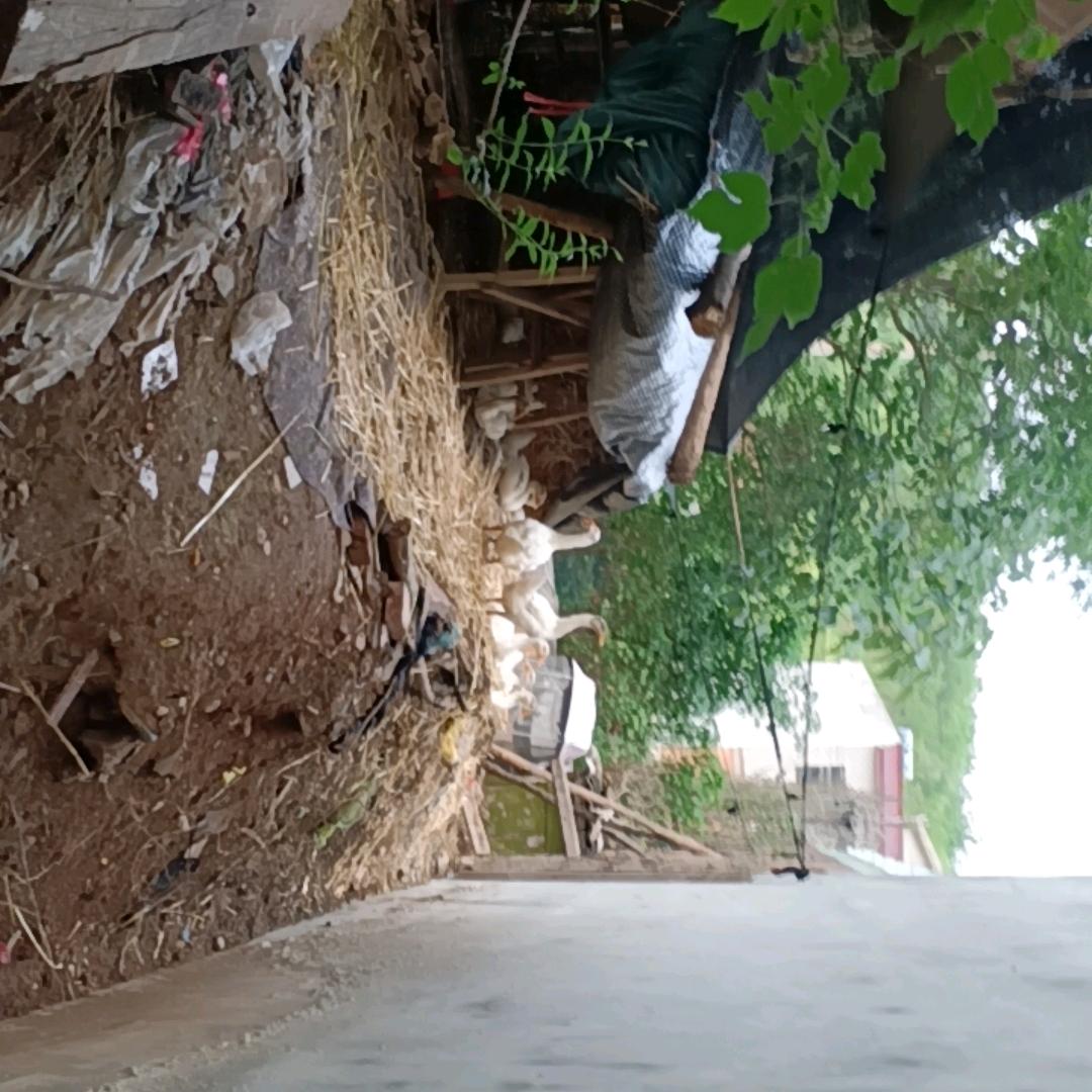 郭寨里沟山地土鸡园