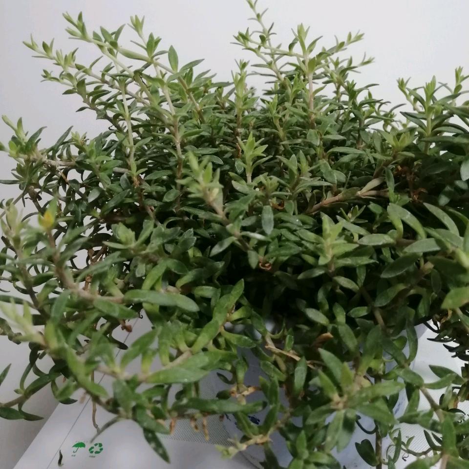 朱虹臻选好货店