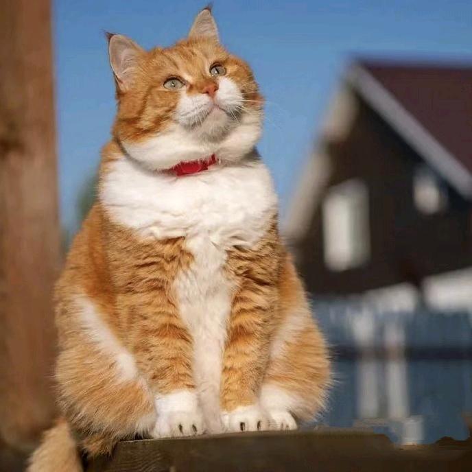 大橘猫