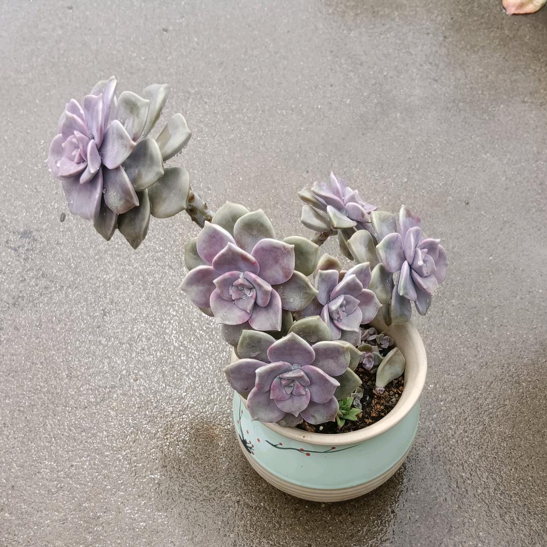🦋꧁💞/安好💞᭄᪲꧂🦋:头像