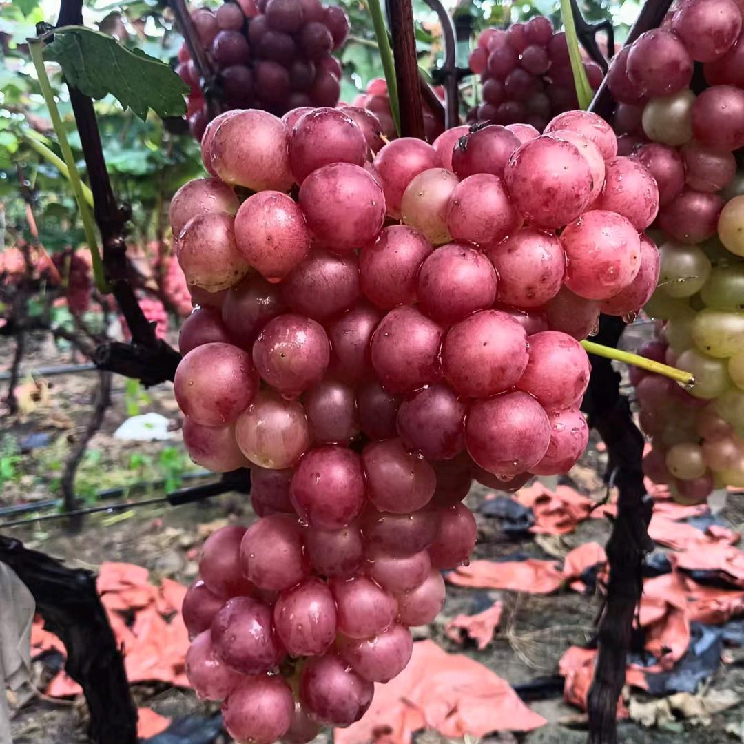葡萄销售