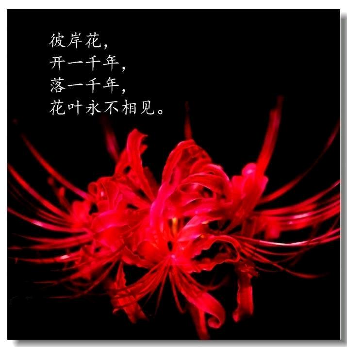 彼岸花《拒绝私聊》