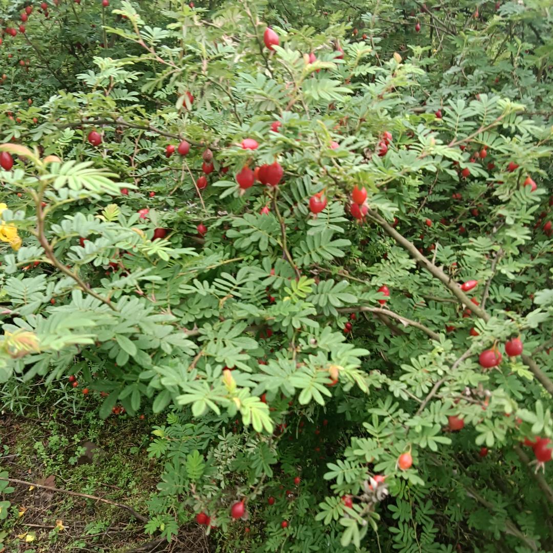 夜空中最美的你