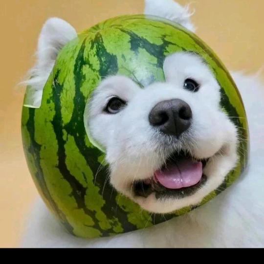 昊昊