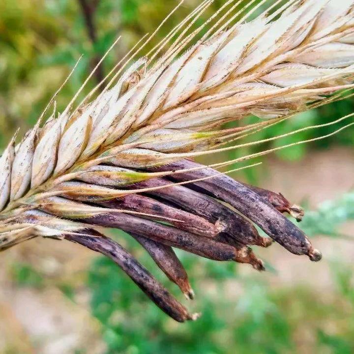 麦wheat