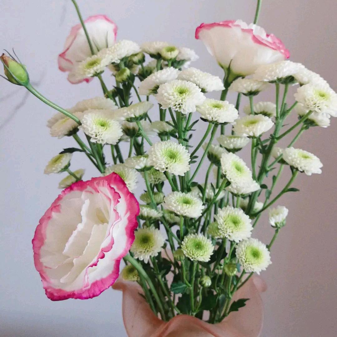 小雏菊（洋桔梗）