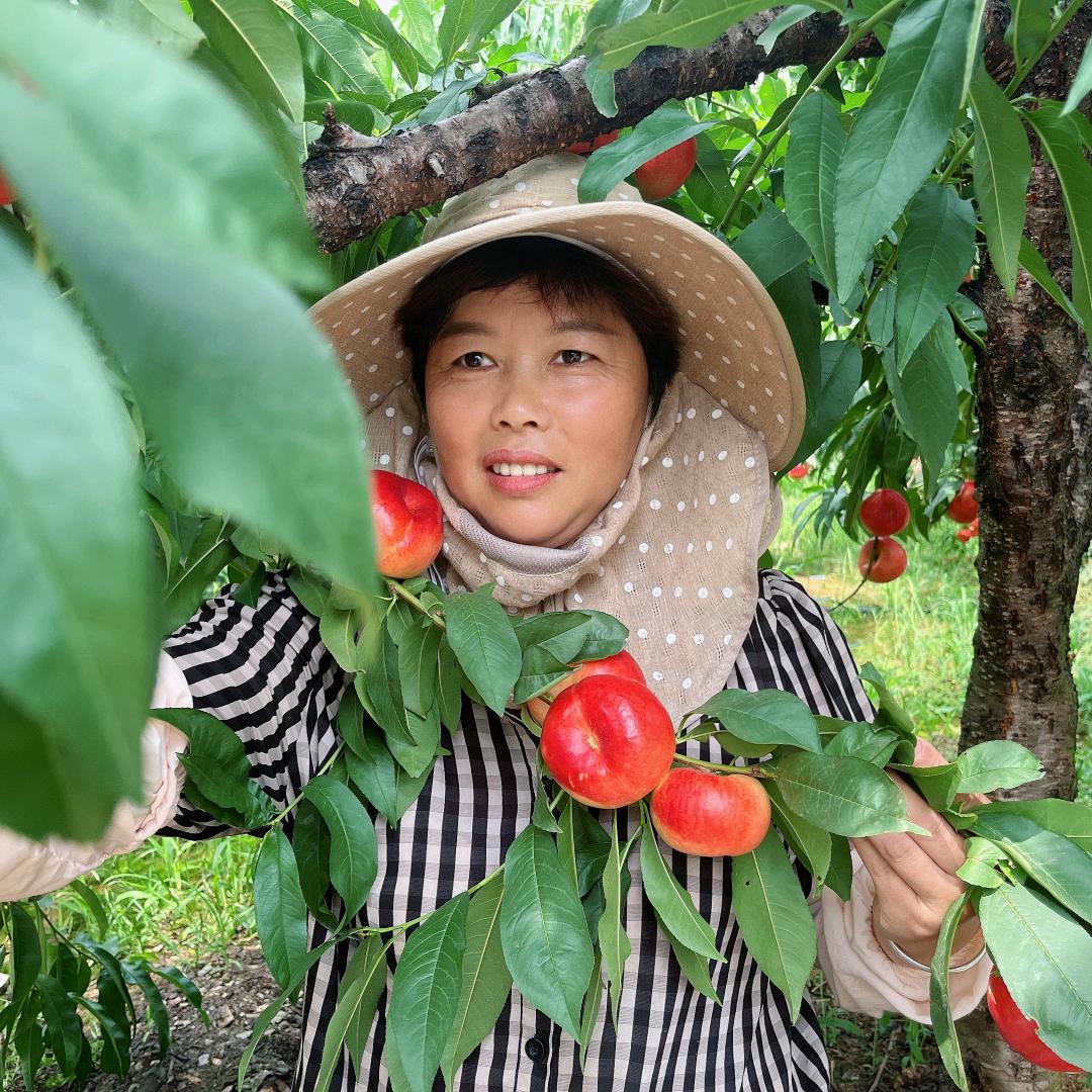 雁门黄桃郝姐姐