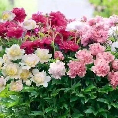 花开富贵好运一生