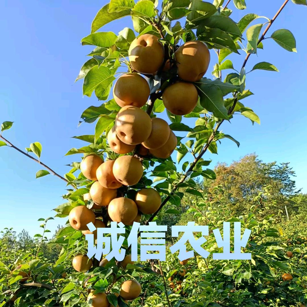 诚信农业