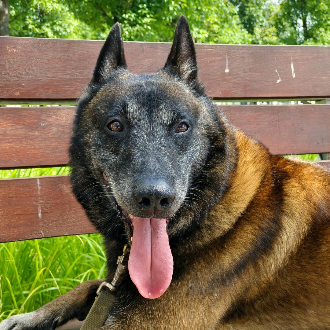 马犬英镑的朋友圈