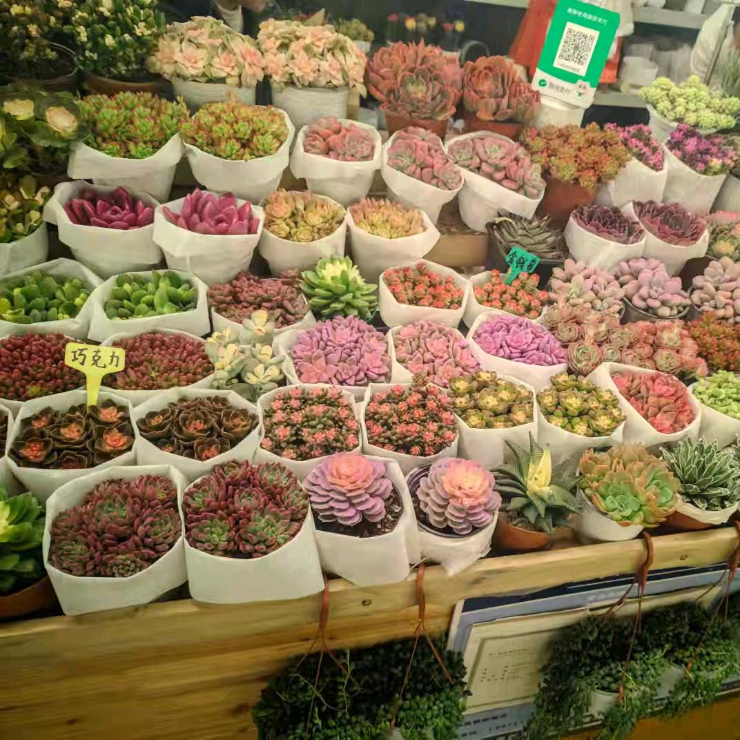 心缘 咨询 疗愈师