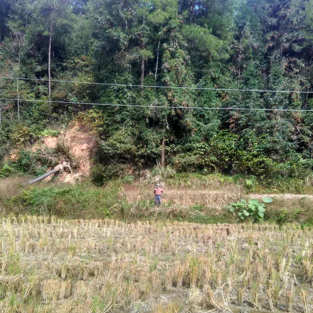 单恋一枝花（郑哥⁴²⁸）