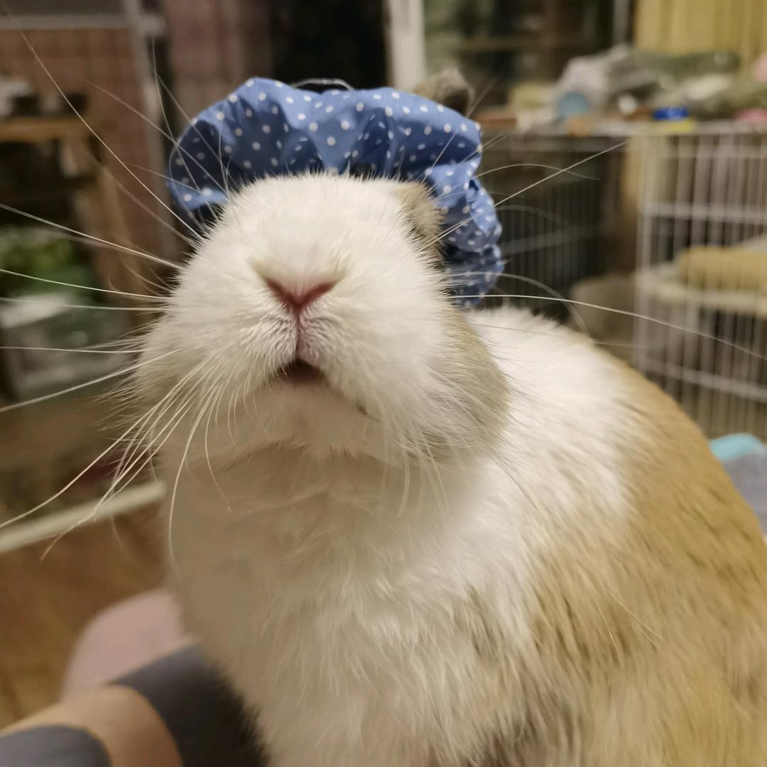 串宝是只猪如兔🐰