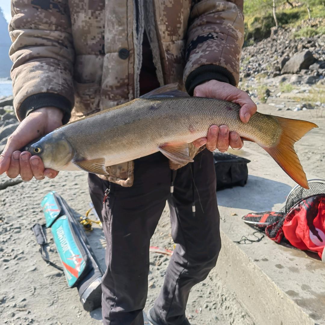 溪流钓丶奥德飙