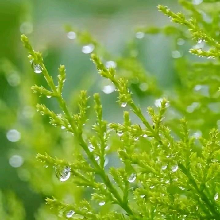 沐沐