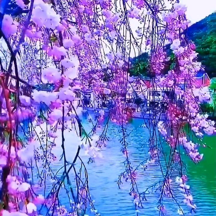 好花朵