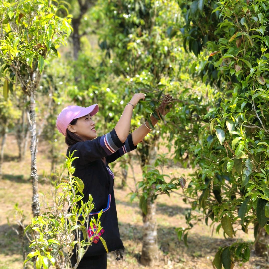 @卖茶的阿布嘎🍵