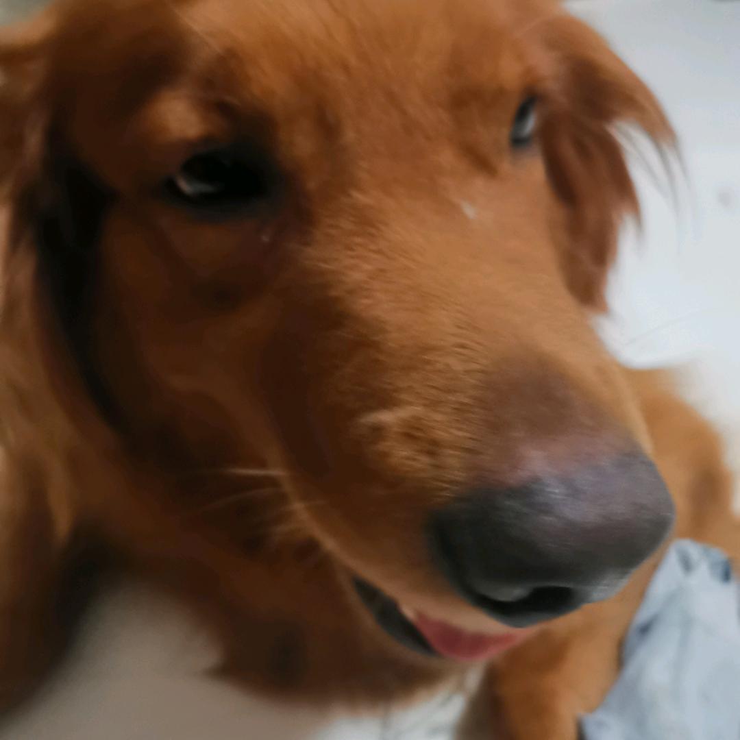 三角洲哈夫币的搬运工