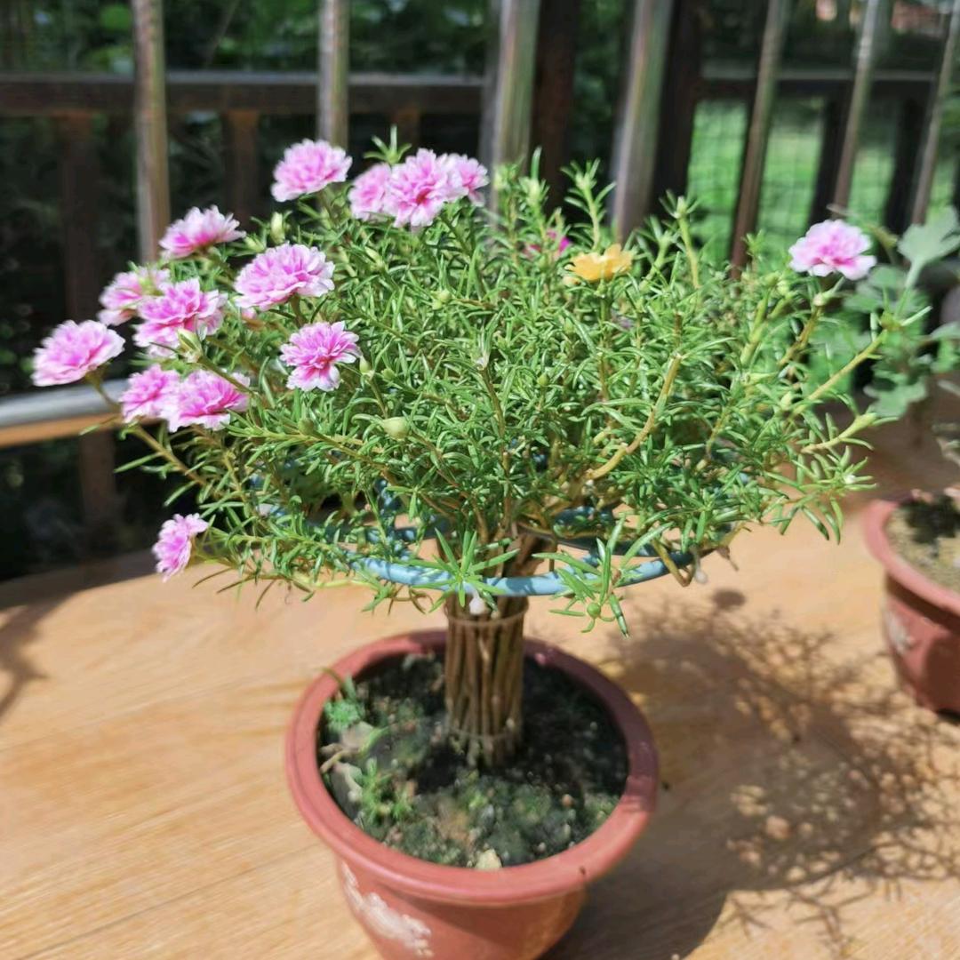 小黎家太阳花