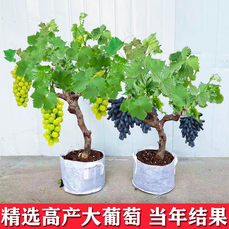 农村大兄弟陈盼花卉园艺场