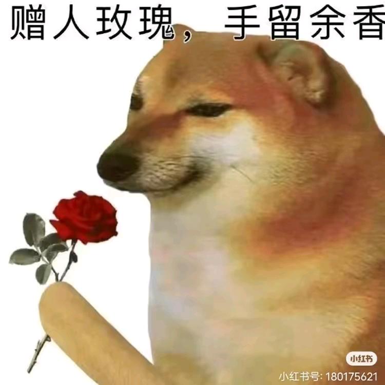 cheems小精豆