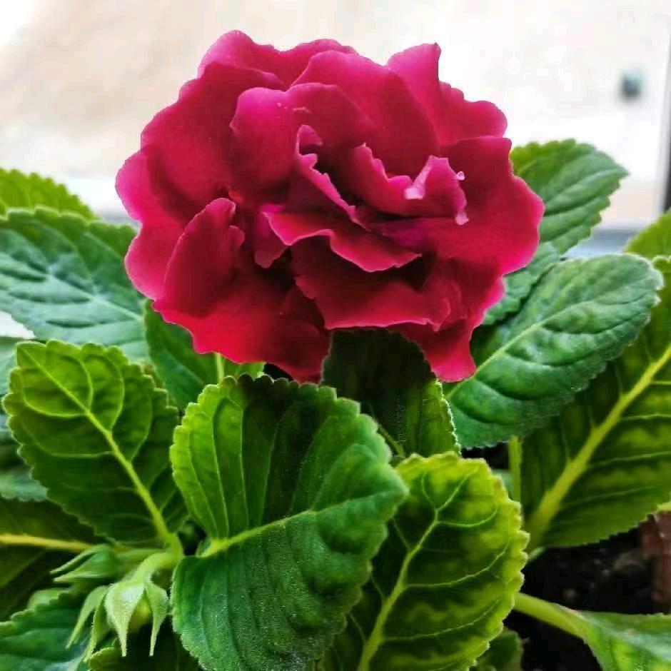 [玫瑰]暖暖[玫瑰]