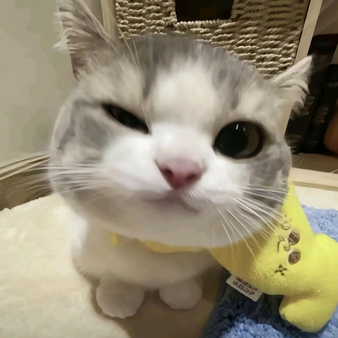 雾里看花