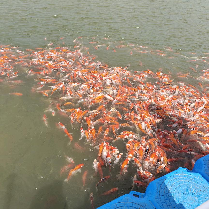 🈶鱼🐟社旗