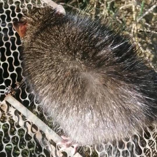 南宁武鸣区黑猫警长灭鼠特种大队