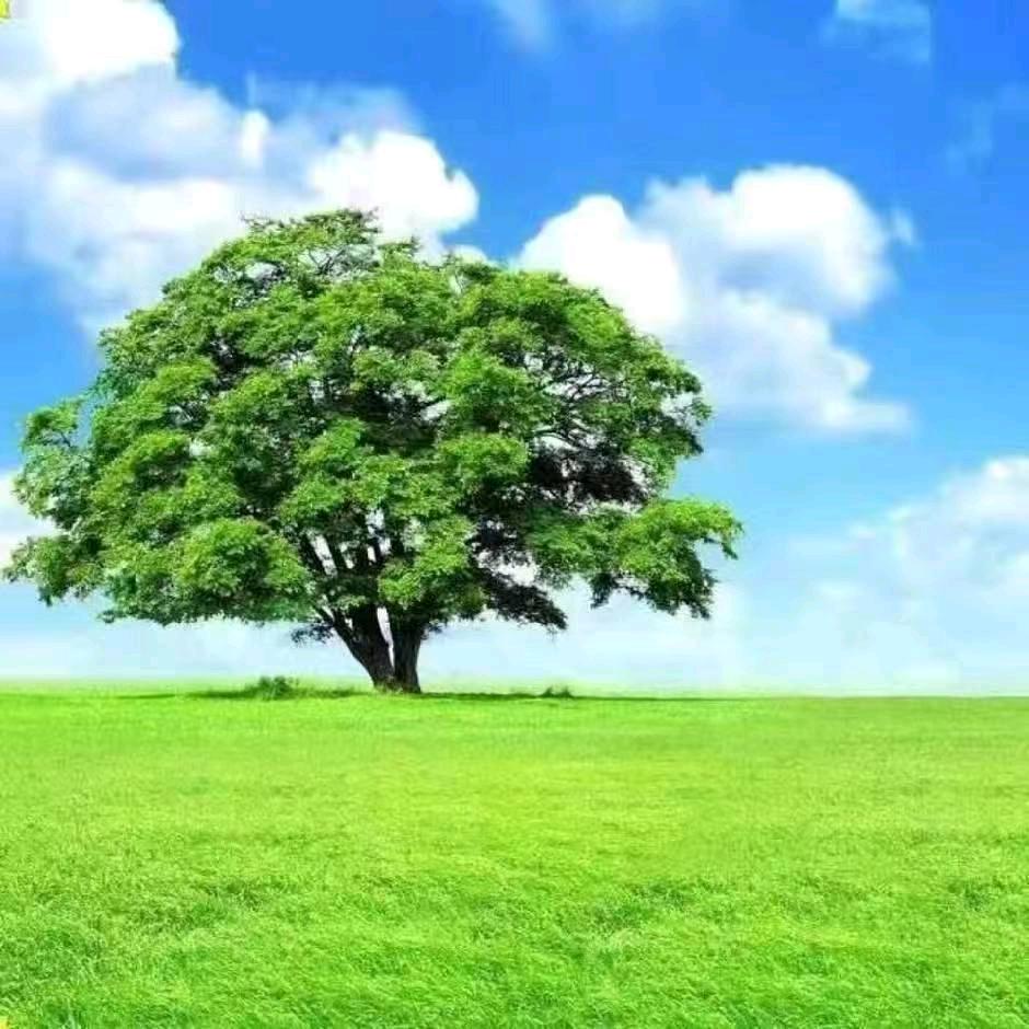 佛山市淋态汽车销售服务有限公司