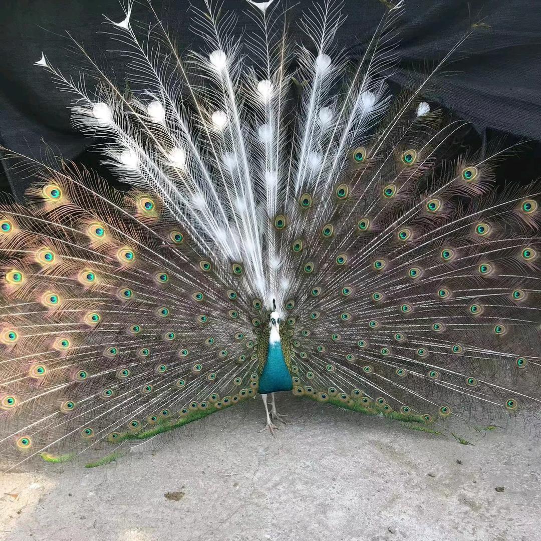 蓝天-正冠孔雀养殖基地